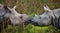 Two Wild Great one-horned rhinoceroses looking at each other face to face.