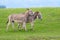 Two wild grey donkeys