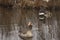 Two wild Greylag geese in a Scottish river