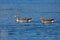 Two wild greylag geese swimming in blue water