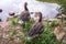 Two wild greylag geese walks along the green shore of the pond