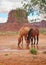 Two wild horses drinking at desert oasis
