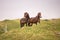 Two wild horses standing on the dutch island of texel