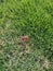 Two wild inedible mashrooms grown up in the lawn