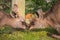 Two wild kangaroos kiss and exchange effusions. Romantic moment