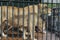 Two wild lionesses in the aviary behind barsin the St. Petersburg Zoo