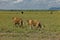 Two wild lions are walking on the boundless African savannah.