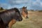 Two Wild Moorland Ponies roaming free on Bodmin Moor, Cornwall