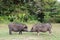 Two wild pigs in the park. Phuket in Thailand.