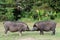 Two wild pigs in the park. Phuket in Thailand.