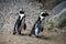 two wild pinguin from south africa standing on the beach