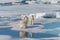 Two wild polar bears eating killed seal on the pack ice north of Spitsbergen