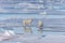 Two wild polar bears going on the pack ice north of Spitsbergen Island, Svalbard