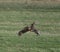 Two wild rabbits running together across a lush, green grassy field.