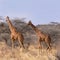 Two wild reticulated giraffe in savannah between bush and trees