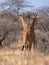 Two wild reticulated giraffe walking between bush and trees