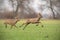 Two wild roe deer bucks chasing each other in spring nature.