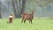 Two wild roe deer, grazing in a field