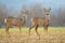 Two wild roe deers in a field