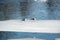 Two wild seagulls sitting on an ice floe floating in cold blue water in bright sunny day horizontal view