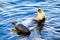 Two wild seals interacting in blue sea water