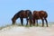 Two Wild Spanish mustangs of Shackleford Banks grazing at the to