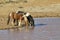 Two Wild Stallions Sharing a Water Hole