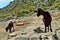 Two wild tamed goat is looking and walking on the hill