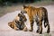 Two wild tiger on the road. India. Bandhavgarh National Park. Madhya Pradesh.