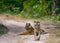 Two wild tiger on the road. India. Bandhavgarh National Park. Madhya Pradesh.