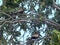 Two wild Tobacco Doves setting in a Mango tree