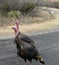 Two Wild Turkeys on the Trail in Palo Duro State Park