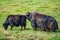 Two wild yaks (Bos mutus) grazing on grass background copy-space