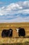 Two wild yaks graze in the autumn steppe against the backdrop of the mountains