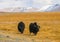 Two wild yaks on pasture in the Pamir Mountains