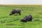 Two wildebeest gnus resting in national park masai mara of kenya