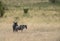 Two wildebeest grazing at masai mara