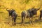 Two Wildebeest South Africa