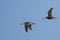 Two Wilson\'s Snipe Flying in a Blue Sky