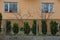 Two windows on the brown wall of the house and green coniferous ornamental trees along the fence of the iron mesh