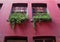 Two windows decorated with flower pots.