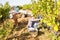 Two winemakers gathering harvest of grapes