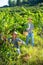 Two winemakers gathering harvest of grapes in vineyard