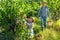 Two winemakers gathering harvest of grapes in vineyard