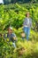 Two winemakers gathering harvest of grapes in vineyard