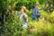 Two winemakers gathering harvest of grapes in vineyard