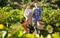 Two winemakers in vine rows