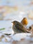 Two wintering Robins among dry leaves in the snow