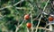 Two withered apples left on a tree in winter.