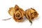 Two Withered Rose